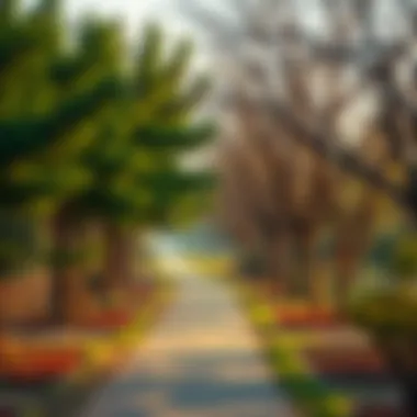 Walking path surrounded by trees