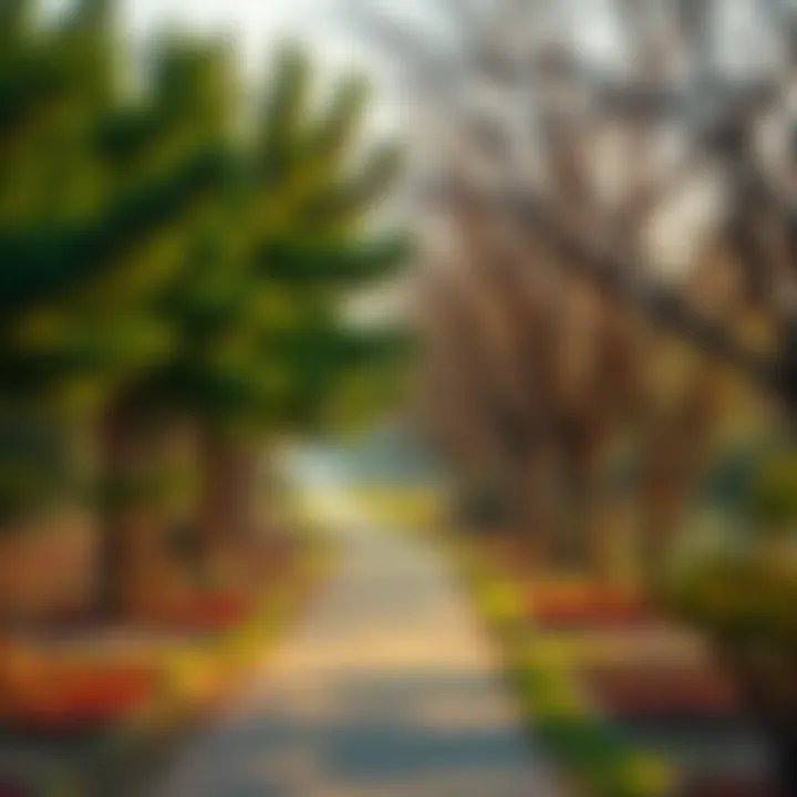 Walking path surrounded by trees
