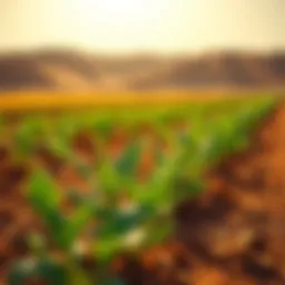 Vibrant organic crops flourishing in Al Khawaneej's desert soil