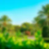 Lush greenery of Mushrif Park