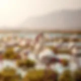 Flamingos wading in the wetlands of Ras Al Khor