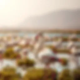 Flamingos wading in the wetlands of Ras Al Khor