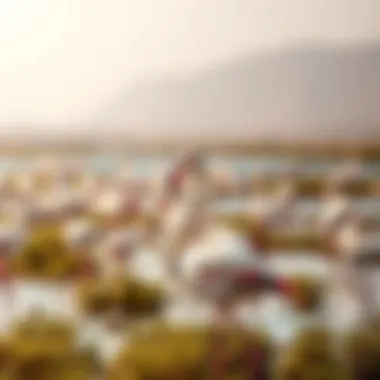 Flamingos wading in the wetlands of Ras Al Khor