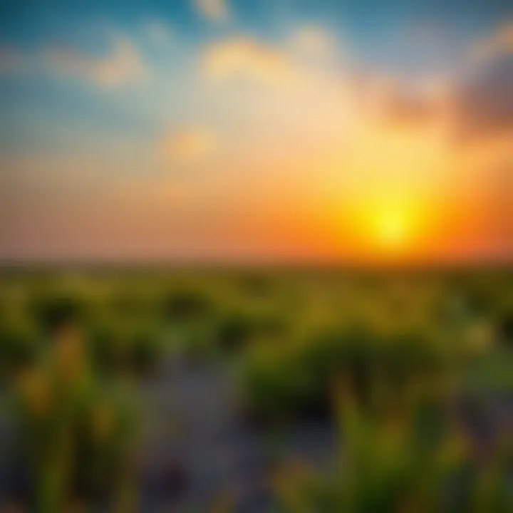 A tranquil sunset over the wetlands of Ras Al Khor, illustrating its biodiversity