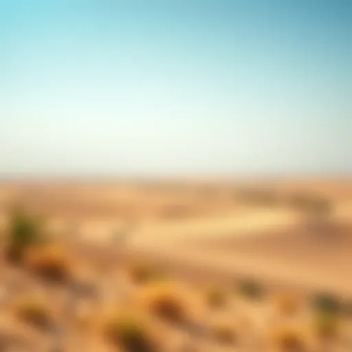 Vast Expanse of Sahara Meadows Vast expanse of Sahara Meadows under a clear blue sky