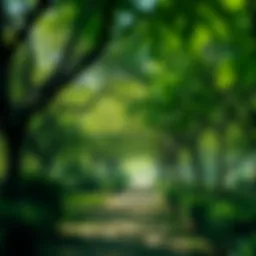 Lush greenery and walking trails in Mushrif Park