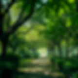 Exploring the Verdant Trails of Mushrif Park Lush greenery and walking trails in Mushrif Park