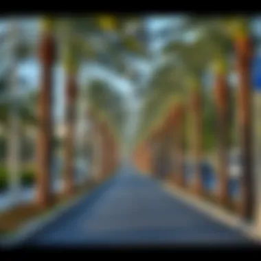 A scenic route from Al Safa to Oasis Mall with palm trees lining the path.