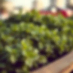 Freshly harvested oregano showcasing its lush green leaves