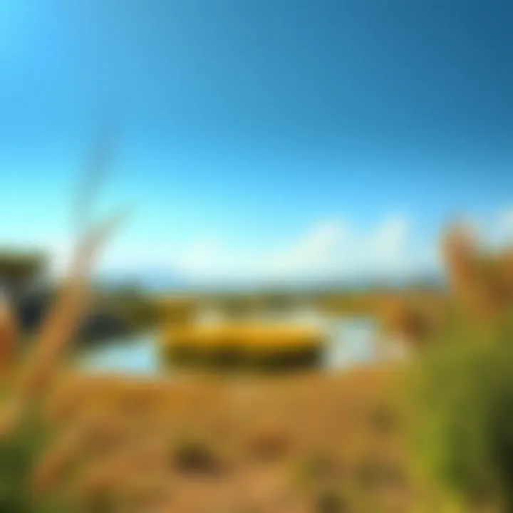 Breathtaking Wetland Scenery Stunning view of Ras Al Khor Wildlife Sanctuary's wetlands