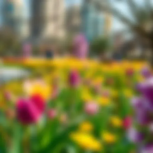 Vibrant spring blooms in a Dubai park